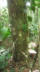 Calophyllum longifolium