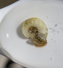 Spirula spirula