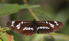 Neptis rivularis