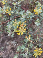 Acmispon dendroideus
