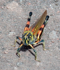 Schistocerca melanocera