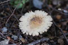 Lacrymaria asperospora