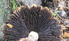 Lacrymaria asperospora