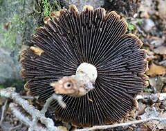 Lacrymaria asperospora