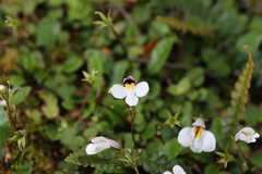 Mazus radicans