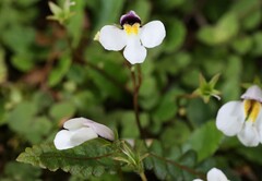 Mazus radicans