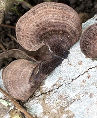 Hexagonia