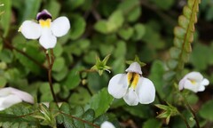 Mazus radicans