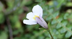 Mazus radicans