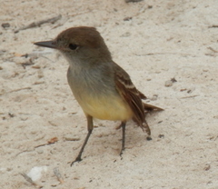Myiarchus magnirostris