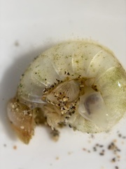 Dosima fascicularis
