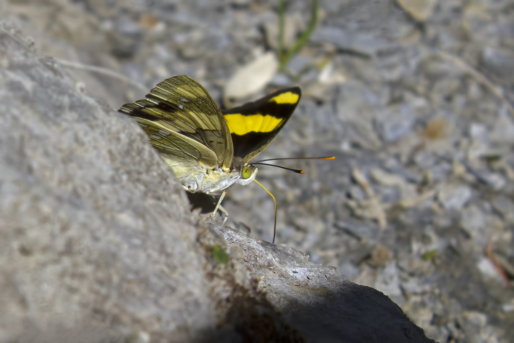 Euapatura