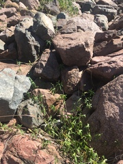 Ipomoea barbatisepala