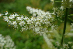 Stenanthium leimanthoides