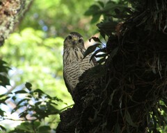 Rupornis magnirostris