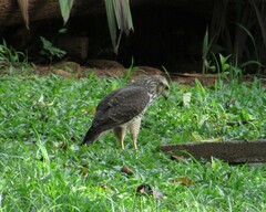 Rupornis magnirostris