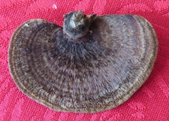 Hexagonia