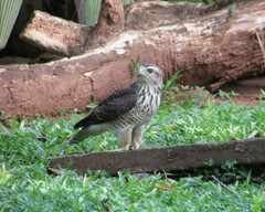 Rupornis magnirostris