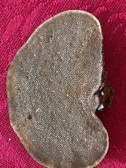 Hexagonia