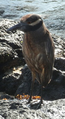 Nyctanassa violacea pauper