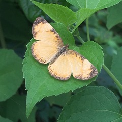 Tegosa anieta luka