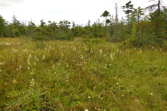 Stenanthium leimanthoides
