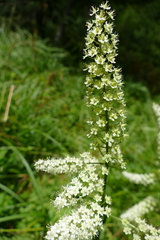 Stenanthium leimanthoides