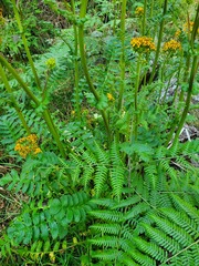 Packera sanguisorbae