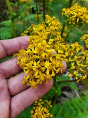 Packera sanguisorbae