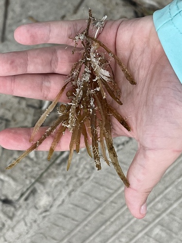 Sargassum filipendula observed 2022-12-31