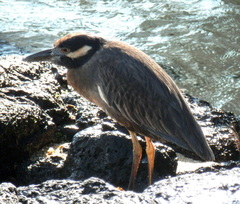 Nyctanassa violacea pauper