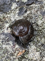 Helminthoglypta sanctaecrucis