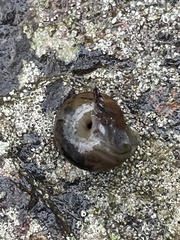 Helminthoglypta sanctaecrucis