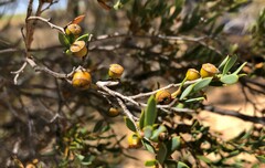 Leptospermum coriaceum