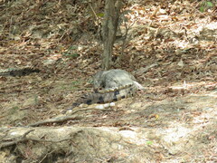 Crocodylus johnstoni