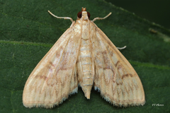 Herpetogramma