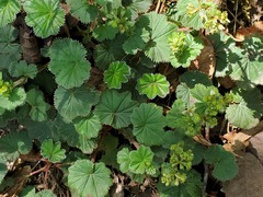 Alchemilla orbiculata