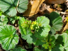 Alchemilla orbiculata