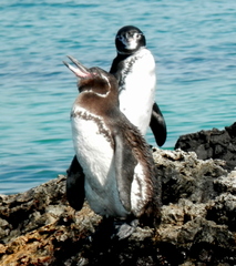 Spheniscus mendiculus