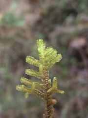 Porella navicularis