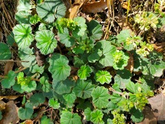 Alchemilla orbiculata