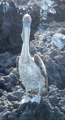 Pelecanus occidentalis urinator