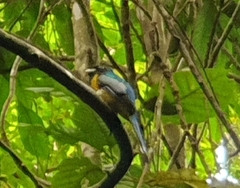 Trogon rufus