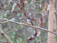 Rhipidura rufiventris