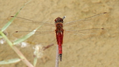 Tramea darwini