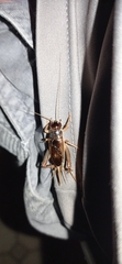 Anurogryllus