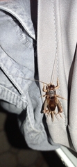 Anurogryllus