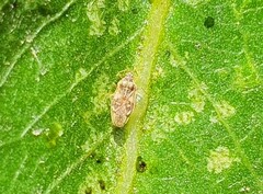 Monosteira unicostata