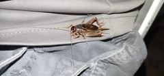 Anurogryllus