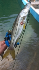 Centropomus undecimalis